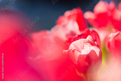 Fototapeta Naklejka Na Ścianę i Meble -  vibrant pink tulips in garden