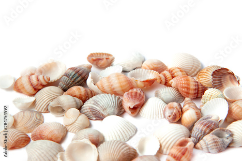 Beautiful small sea shells isolated on white background with copy space. Vacation concept