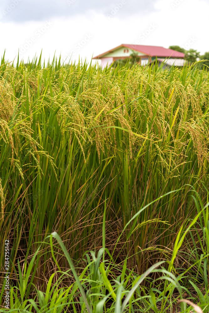 Fototapeta premium Close-up of the grains of rice and the house blurred.
