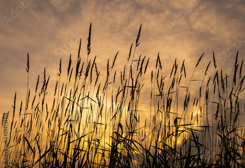 Sunset Grasses