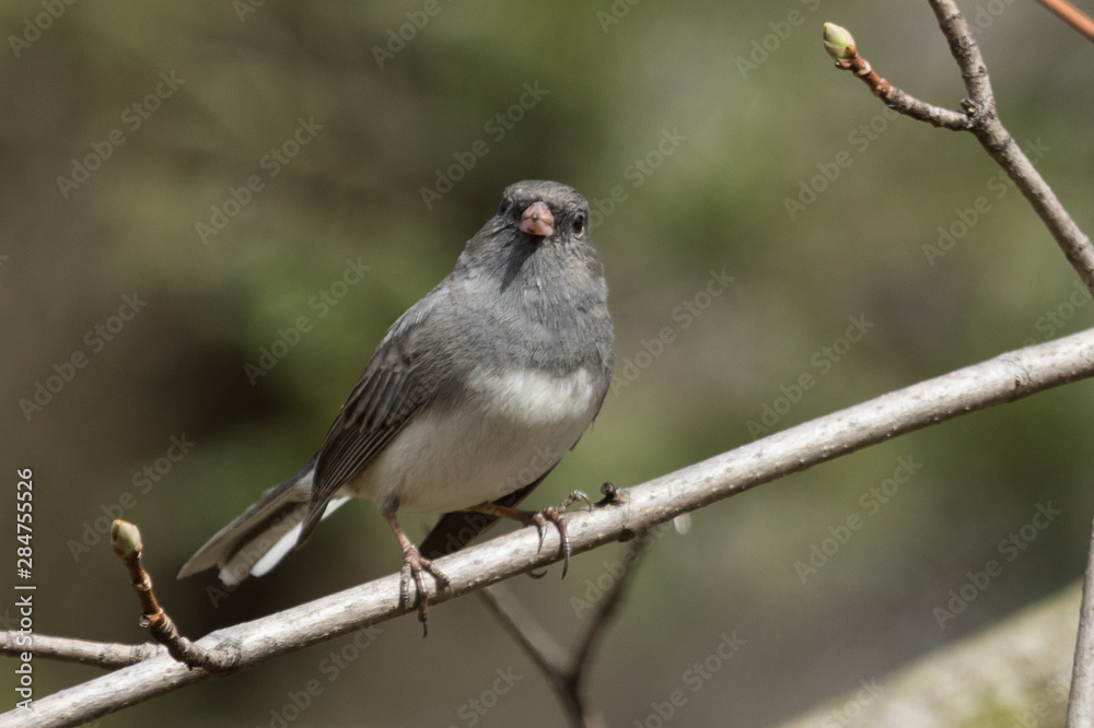 Dark Eyed Junco in Pennslyvania Dark Eyed Junco in Pennslyvania