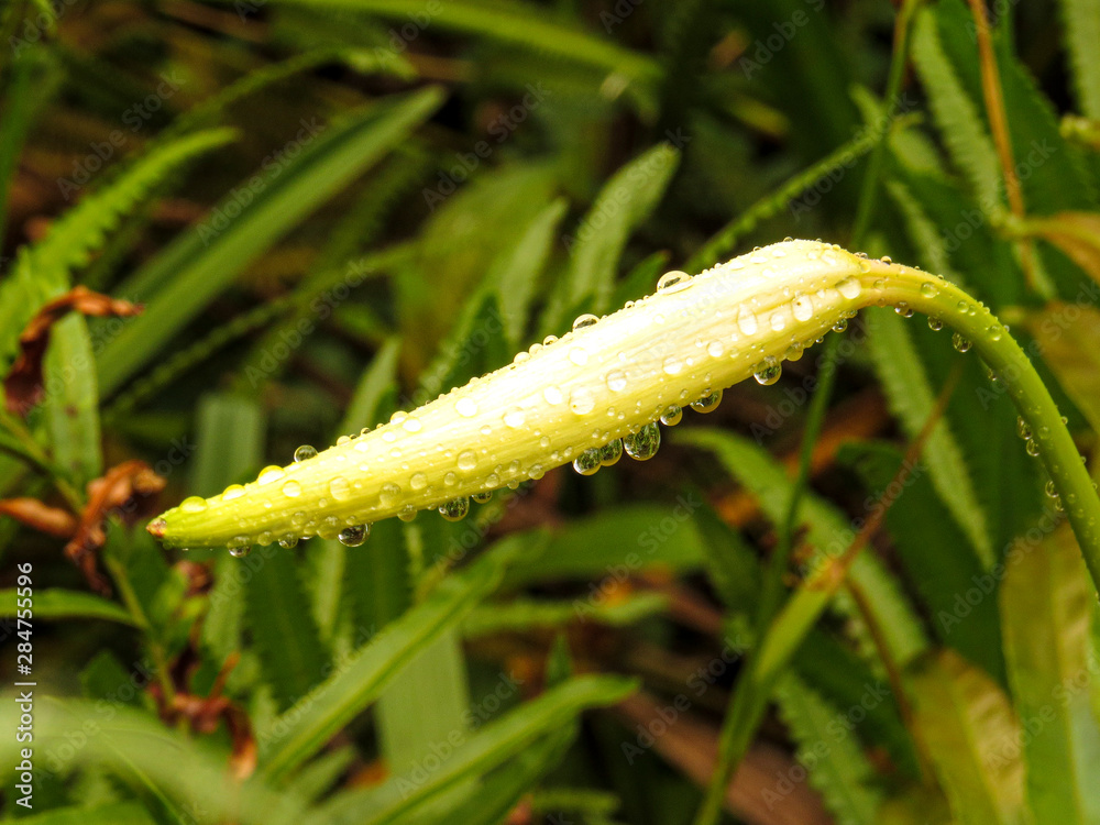 Naklejka premium macro drops on the flower that will open