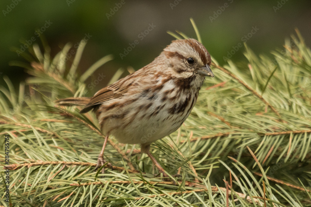 Fototapeta premium Song Sparrow in USA