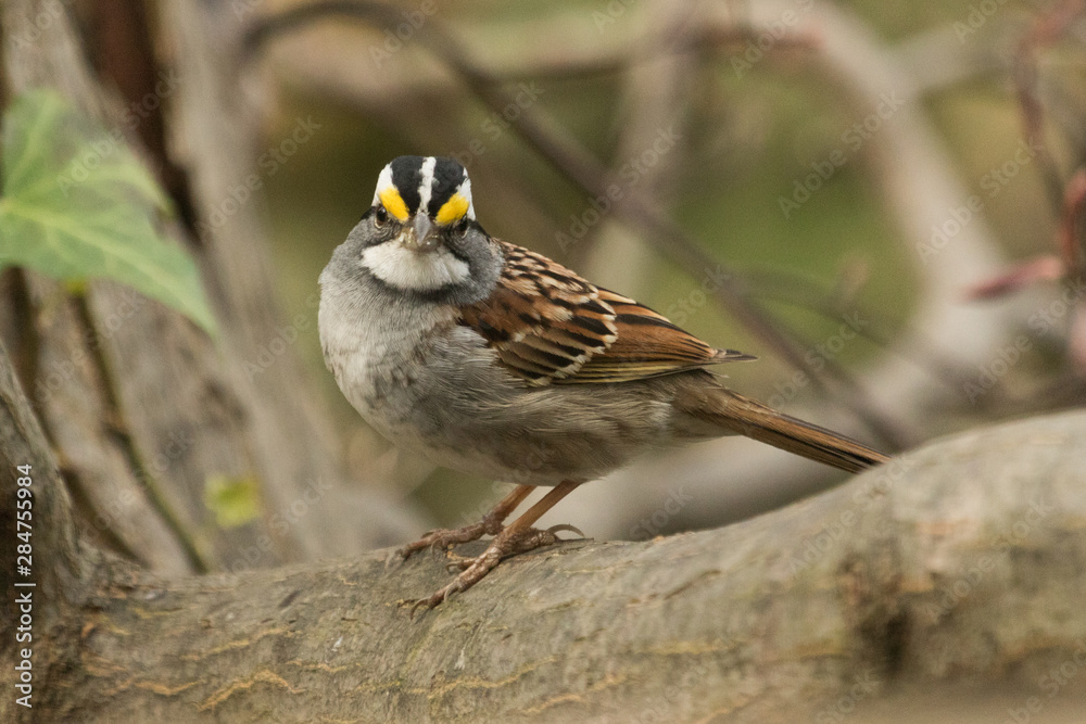 Fototapeta premium White Throated Sparrow in USA