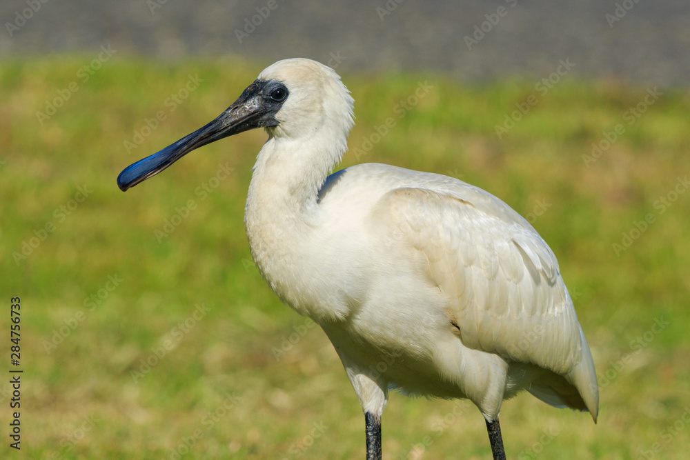 Fototapeta premium Royal Spoonbill in Australasia