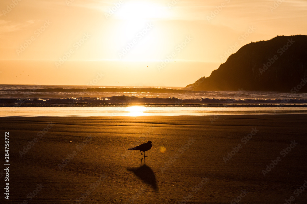 silhouette of bird on beach