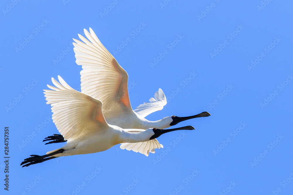 Royal Spoonbill in Australasia Royal Spoonbill in Australasia