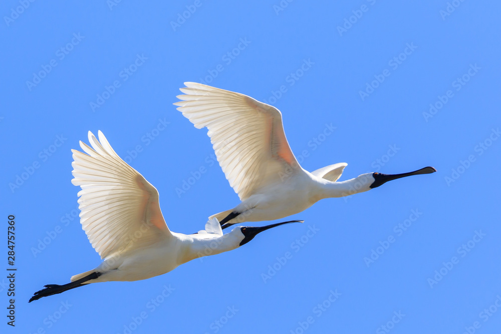 Royal Spoonbill in Australasia
