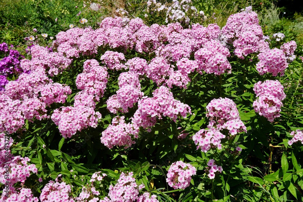 マイナウ島の花