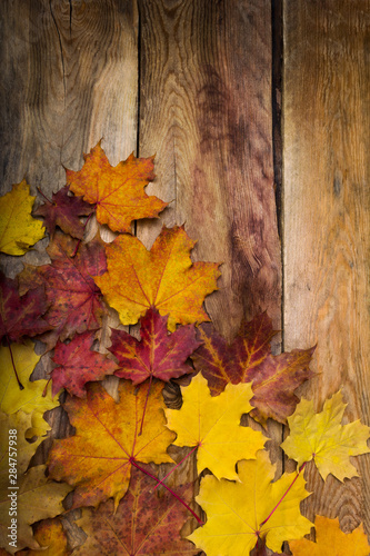 Fall yellow  orange and red maple leaves  copy space