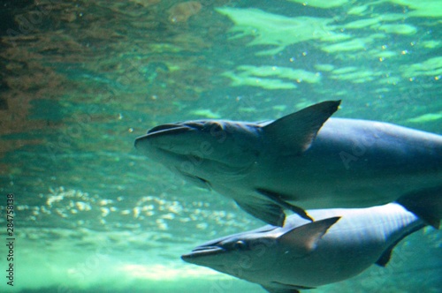 dolphins in sea