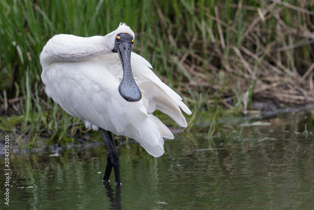 Fototapeta premium Royal Spoonbill in Australasia