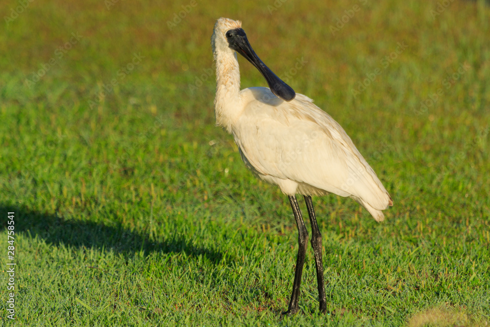 Fototapeta premium Royal Spoonbill in Australasia