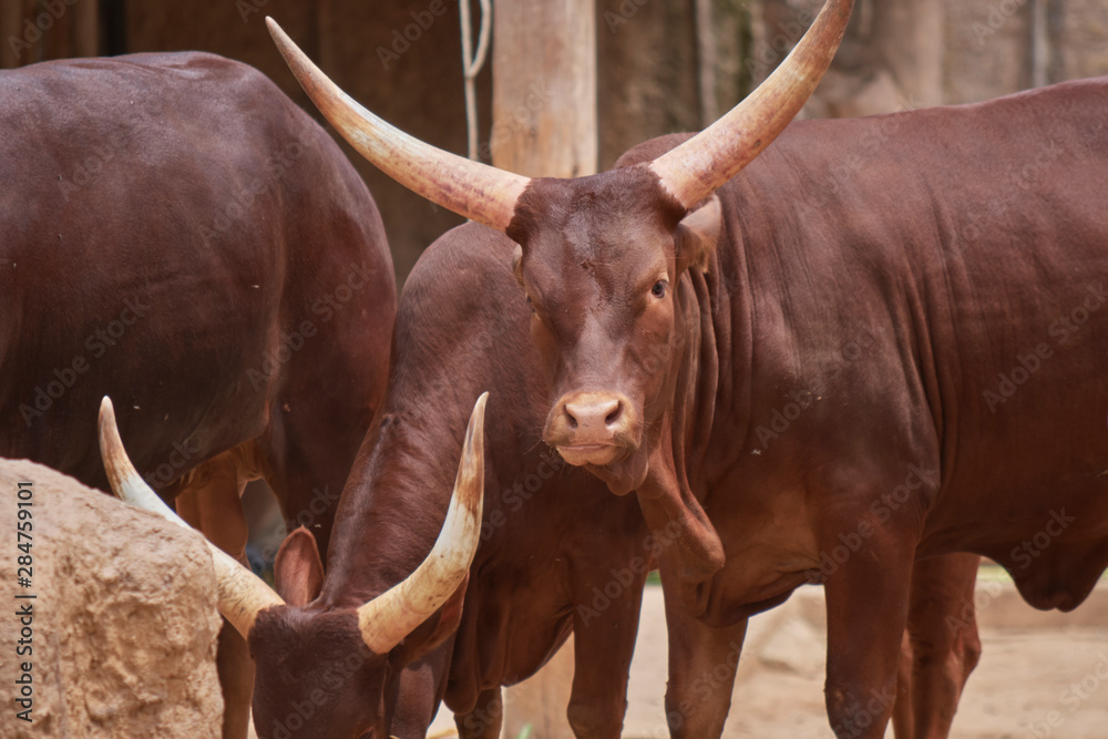 Elegant watusi looking to the camera Elegant watusi looking to the camera