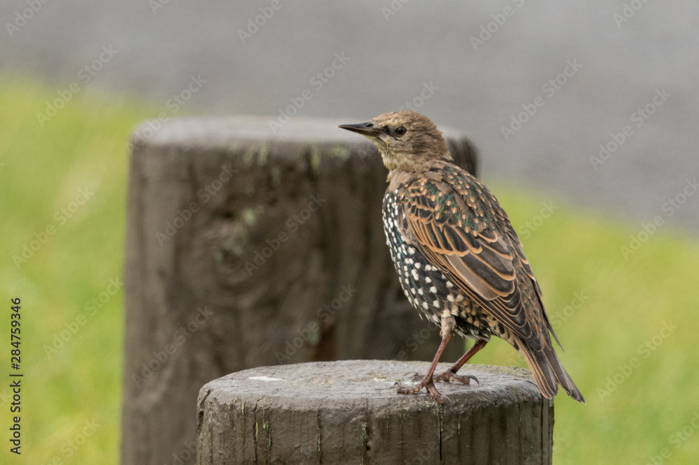 Fototapeta premium European Starling in Australasia