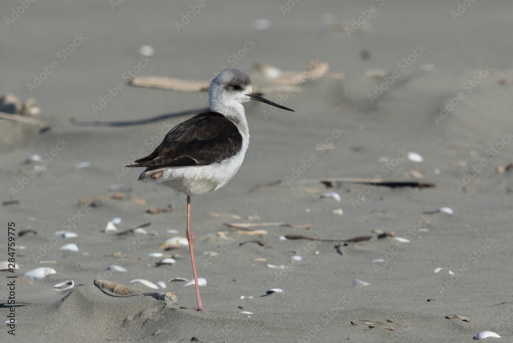 Obraz premium Pied Stilt in Australasia