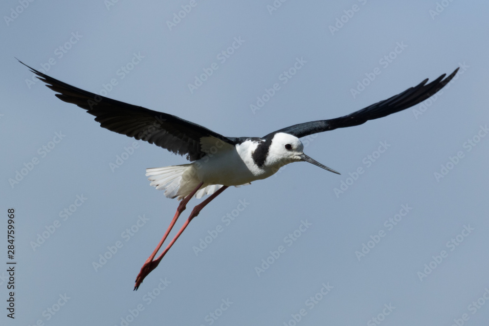 Fototapeta premium Pied Stilt in Australasia