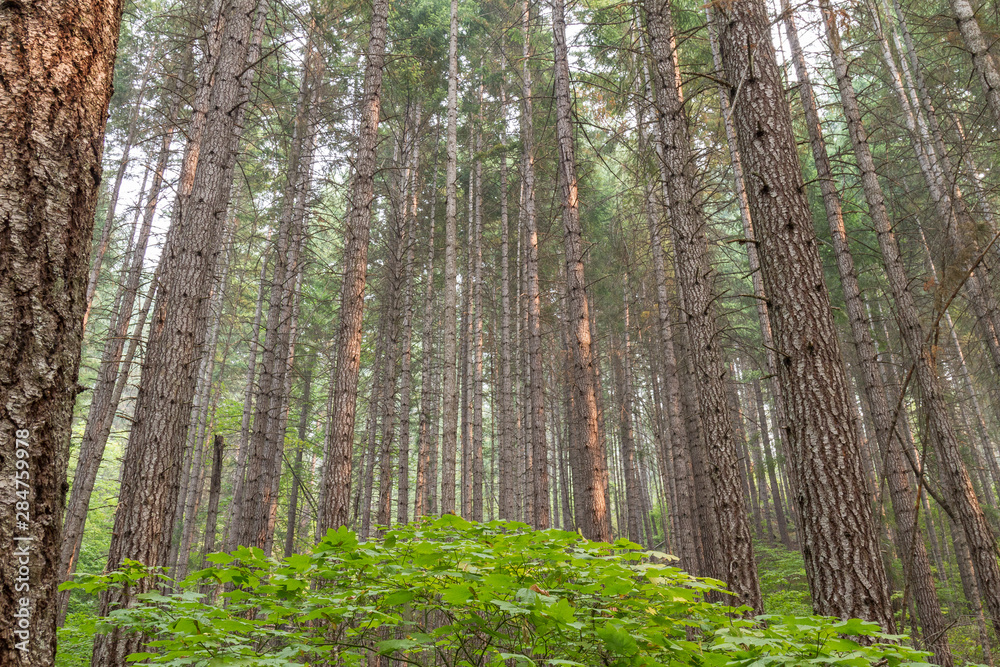 Fototapeta premium trees in forest