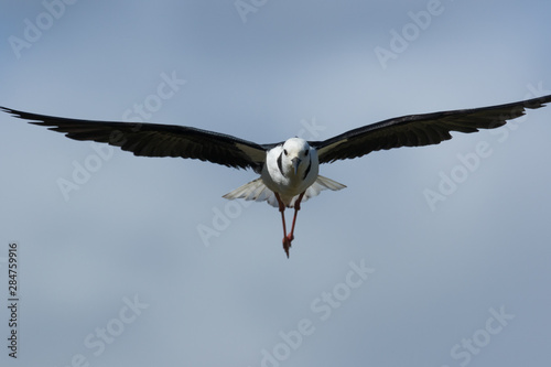 Pied Stilt in Australasia