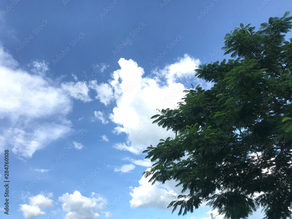 A large green tree with a backdrop of sky and clouds.