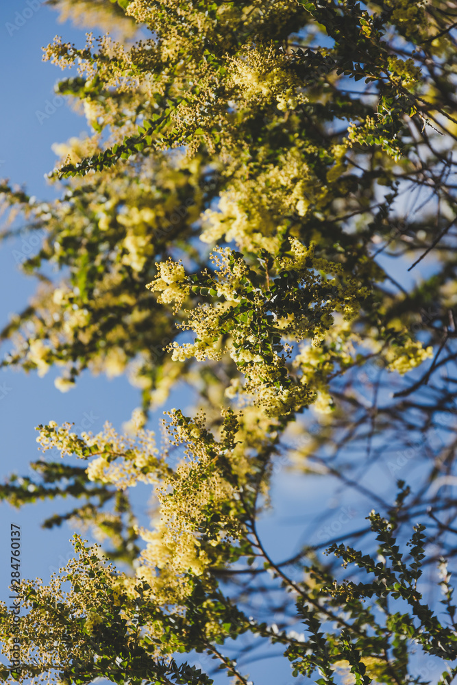 native Australian wattle tree about to bloom native Australian wattle tree about to bloom