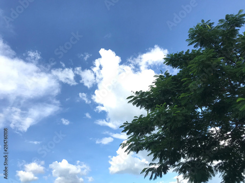A large green tree with a backdrop of sky and clouds.