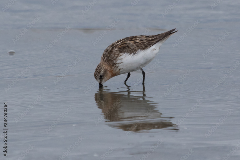 Red Necked Stint in Australasia Red Necked Stint in Australasia