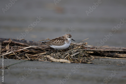 Red Necked Stint in Australasia