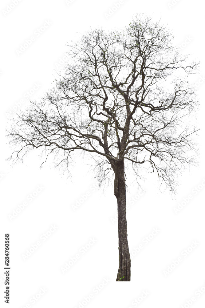 The dead tree that is completely separated from the background with perfection Can be used in many ways