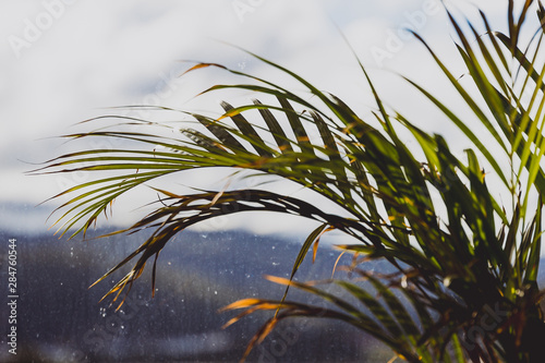 palm tree leaves in indoor seting with mountain view behind a window