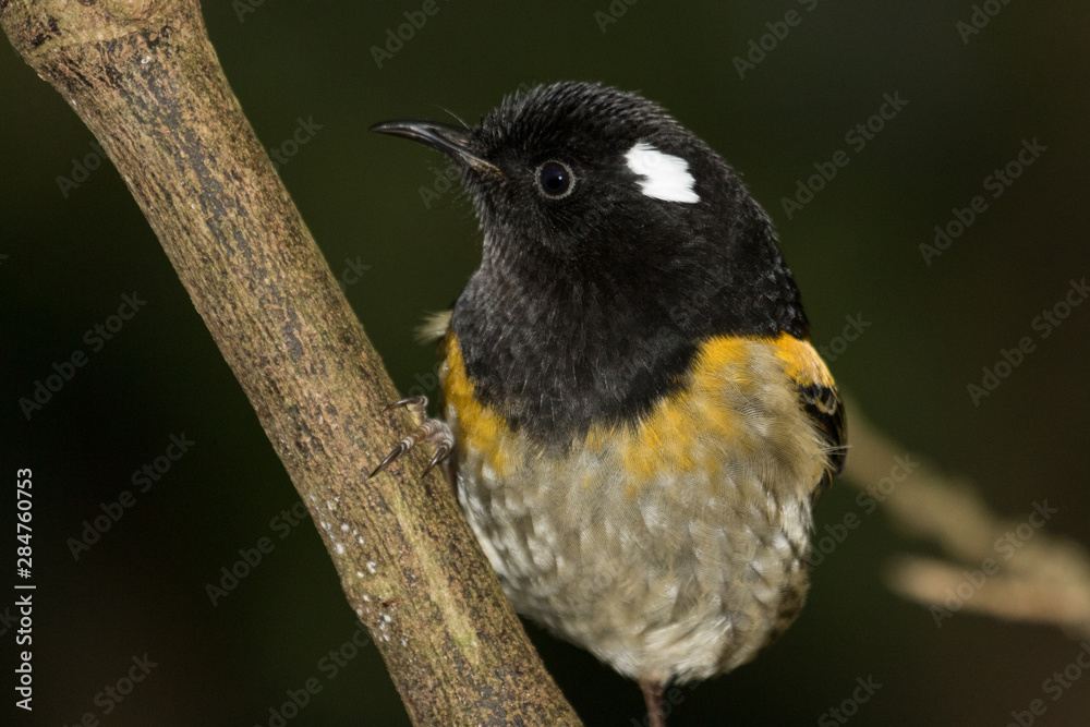 Fototapeta premium Stitchbird Endemic Honeyeater of New Zealand