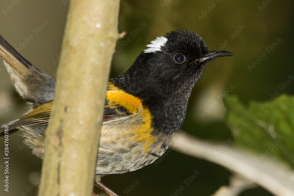 Fototapeta premium Stitchbird Endemic Honeyeater of New Zealand