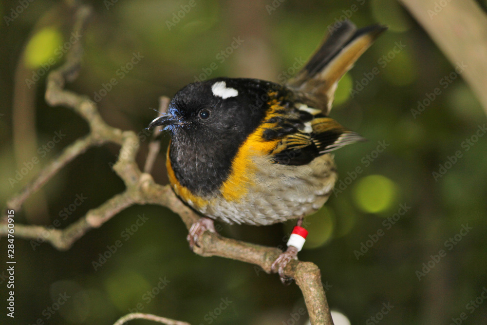 Fototapeta premium Stitchbird Endemic Honeyeater of New Zealand