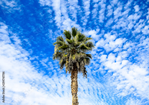 California Palm Tree with clouds, USA