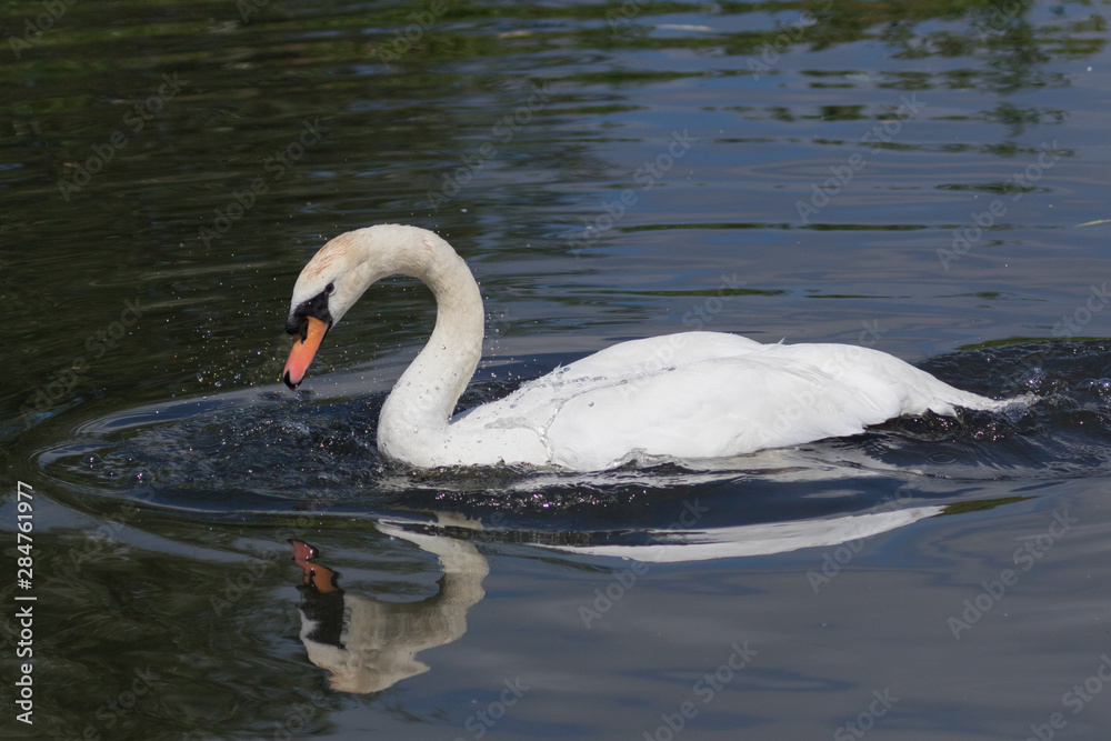 Fototapeta premium Mute Swan