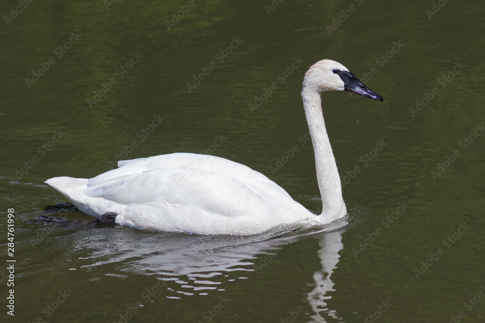 Mute Swan Mute Swan