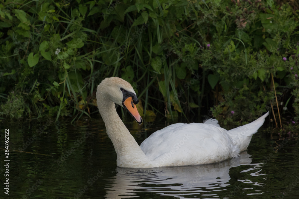 Mute Swan Mute Swan