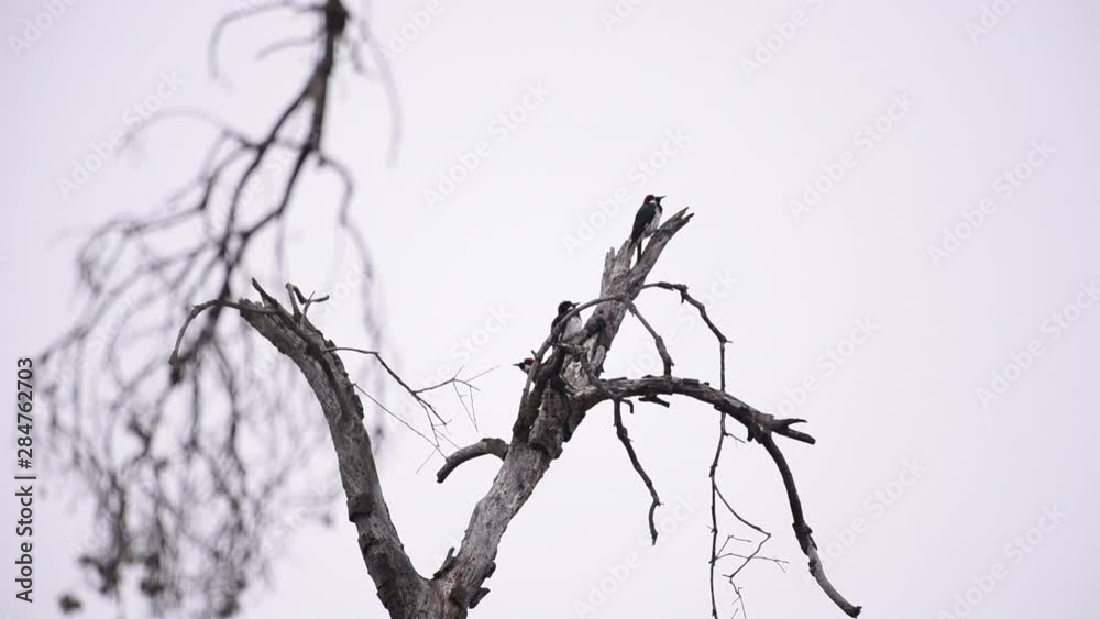 One Acorn Woodpecker leaves the group of three to find another source of morning food. One Acorn Woodpecker leaves the group of three to find another source of morning food.