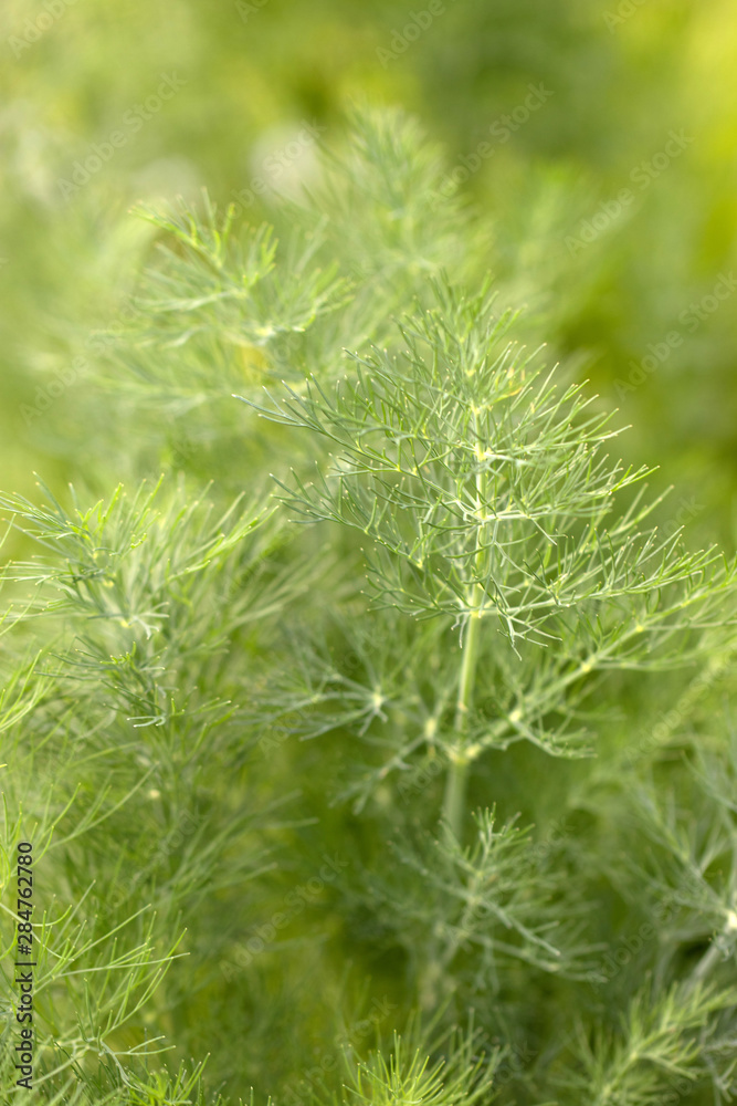 Vertical closeup of the foliage of leaf fennel (Foeniculum vulgare), a perennial herb, with copy space Vertical closeup of the foliage of leaf fennel (Foeniculum vulgare), a perennial herb, with copy space