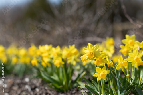 Fototapeta Naklejka Na Ścianę i Meble -  Horizontal image of a mass of 'Tete-a-Tete' daffodils (Narcissus) in flower in a garden setting, with copy space