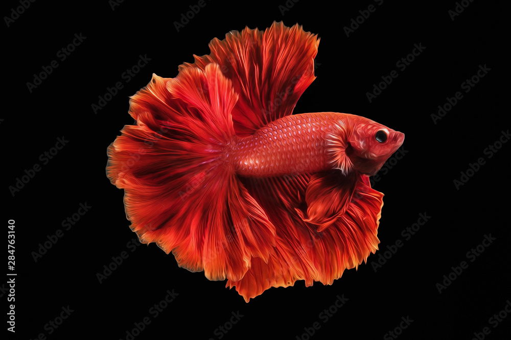 oil paint the motion of siames figthing fish..betta splenden fish. oil paint the motion of siames figthing fish..betta splenden fish.