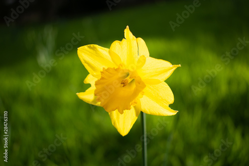 yellow daffodil in the garden