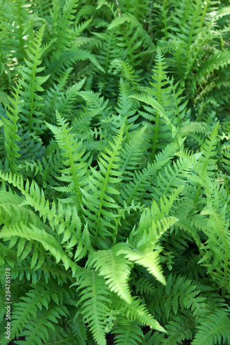 Vertical image of a dense patch of bristle fern  also known as tassel fern  Polystichum polyphlebarum 