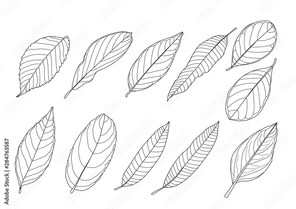 Leaves line single leaf and leaf pattern black Bring to color decorate on white background illustration vector Leaves line single leaf and leaf pattern black Bring to color decorate on white background illustration vector