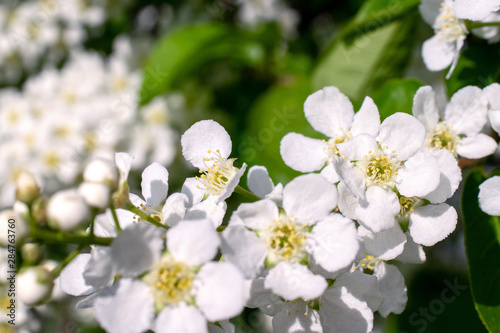 photo branches of white spring Apple flower