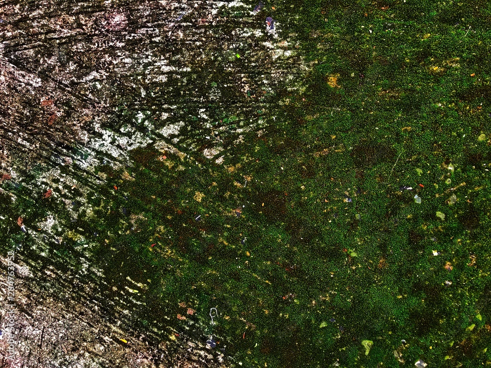 Fototapeta premium Mos in stone.