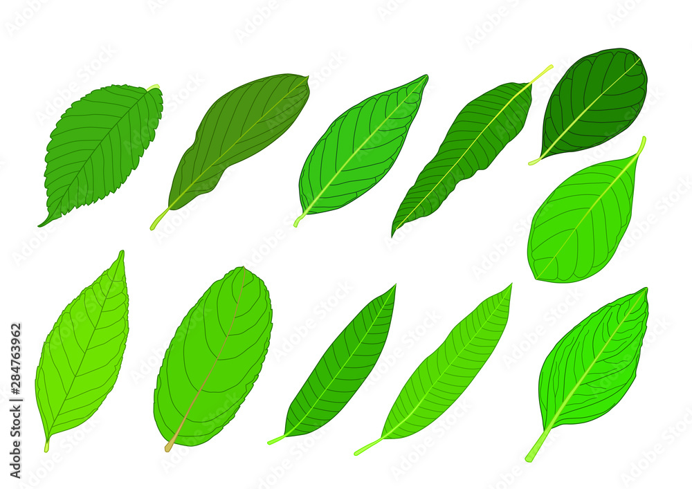 Green Leaves fresh abstract isolated on white background illustration vector