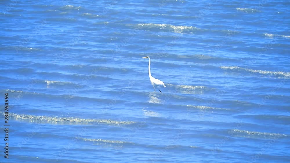 Egret are looking for seafood by the beach Egret are looking for seafood by the beach