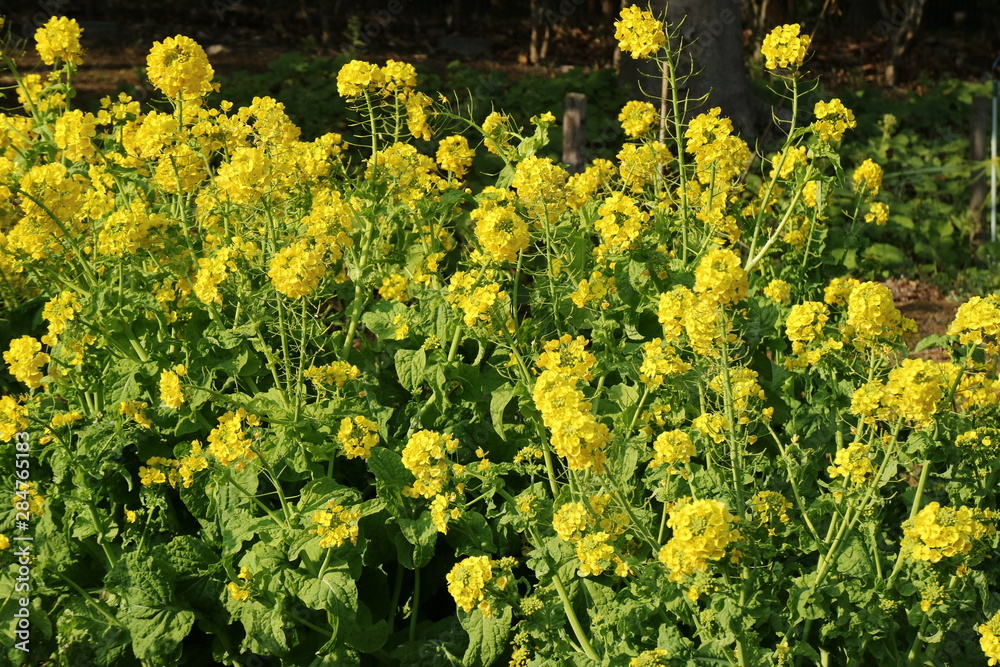 Obraz premium 菜の花