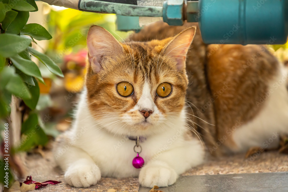 Closeup portrait of a beautiful cat